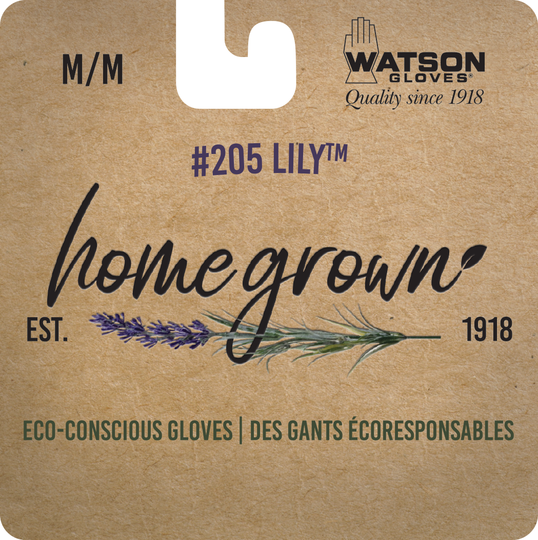 Homegrown Lily, Pack of 6